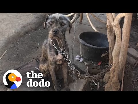 Watch This Woman Convince Guy To Give Her His Chained-Up Dog And Puppies | The Dodo Faith = Restored