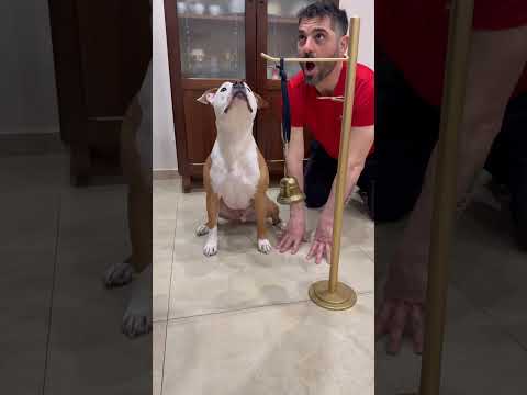 Gigante ha capito tutto 😂🔔