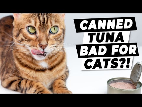 4 Human Foods That May Be Good for Cats | Ask a Veterinarian