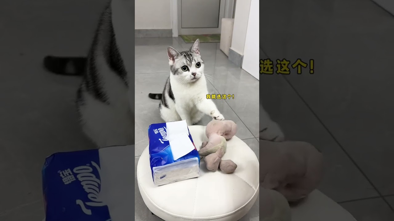 孩子好像学会抢答了! #萌宠