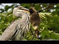 Heron Eat Enormous Birds By Swallowing Them Whole And Head First