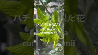 ハチドリそっくりな花Crotalaria cunninghamii