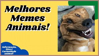 [Funny Cats - Best memes Animals] Try not to Laugh !!!