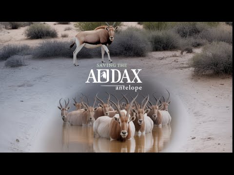 Why the Addax Is Almost Extinct | Short Documentary #addax #wildlife  #wild and wonderful #deer