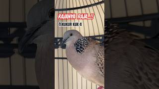 Download lagu TEKUKUR KUK 4 LOKAL, ISTIMEWA ‼️ RAJANYA RAJA TEKUKUR #tekukurkuk4 #derkukukuk4 #tekukur #perkutut mp3 Download lagu TEKUKUR KUK 4 LOKAL, ISTIMEWA ‼️ RAJANYA RAJA TEKUKUR #tekukurkuk4 #derkukukuk4 #tekukur #perkutut mp3