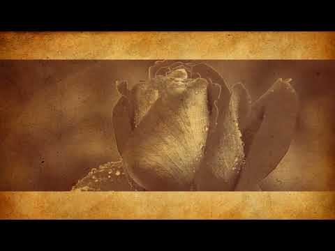 Dragomir Majkic   Dobio sam jednu ruzu