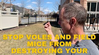 Get Rid Of Voles,  Field Mice And Fix The Damage They Do To Your Lawn