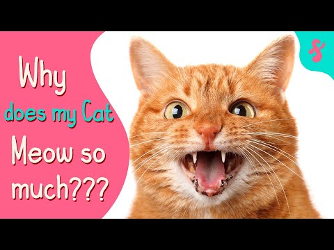 Why does my Cat MEOW so Much and so Load? | Furry Feline Facts