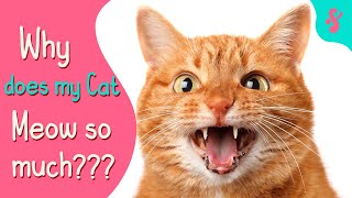 Why does my Cat MEOW so Much and so Load? | Furry Feline Facts