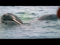 Arctic Tale Clip 3