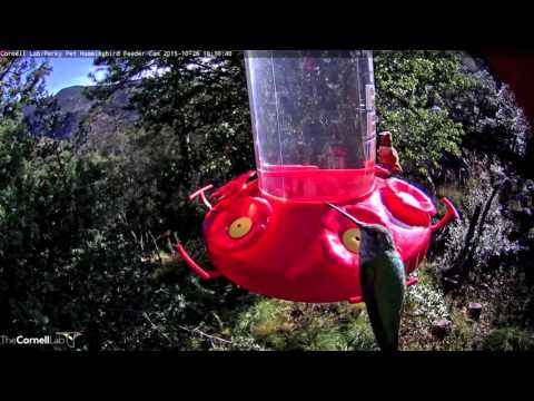 Slow Motion Broad tailed Hummingbird, October 26, 2015
