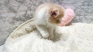 スコティッシュフォールドの動画01