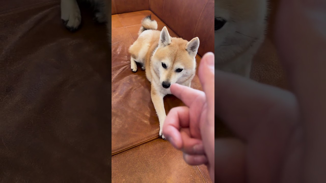 一発成功と言わんばかりの表情を見せる柴犬 #shibainu  #dog  #柴犬 #shiba  #犬 #柴犬のいる暮らし