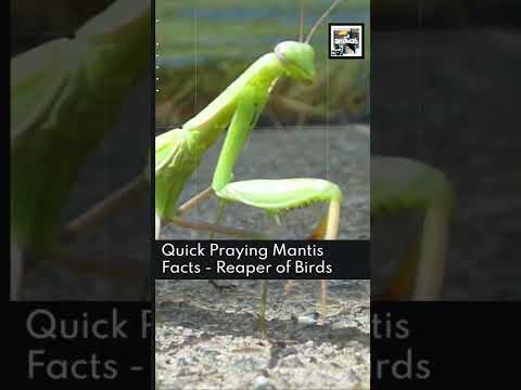 Quick Praying Mantis Facts - Reaper of Birds - Animal a Day #shorts