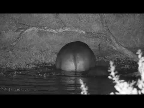 Djuma: Three Hippos-with calf getting wound up - 18:03 - 04/26/21