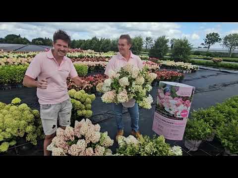 Game-changing Hydrangea paniculata: Groundbreaker® Blush