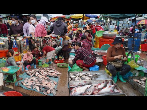 Morning Fish Market Day in Cambodia - Second Site Distribute Alive Fish, Dry Fish & More Seafood