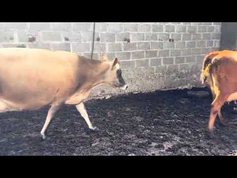 Calved / springing young cows - Image 2