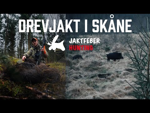 Drevjakt i Skåne (Aimpoint Media Hunt 2024)