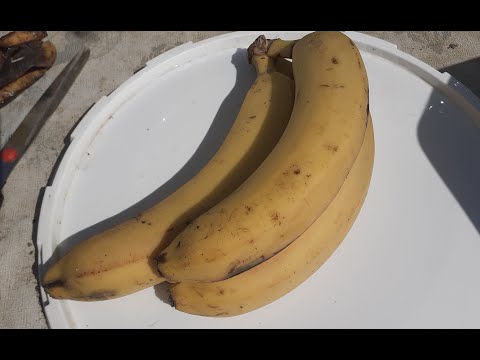 KAKO NAPRAVITI ORGANSKO ĐUBRIVO OD BANANE