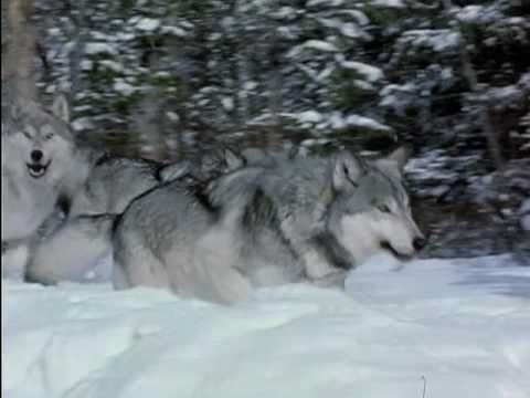 Leben mit Wölfen Trailer