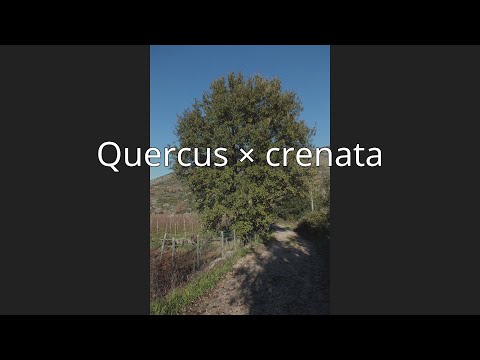 Quercus × crenata