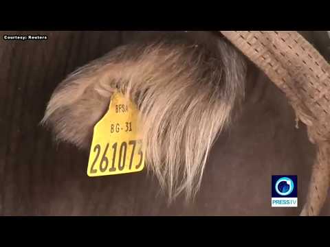 Bulgarian Cow Escapes Death Sentence After International Outcry