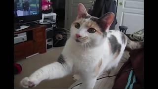 САМЫЕ СМЕШНЫЕ ЖИВОТНЫЕ 😹