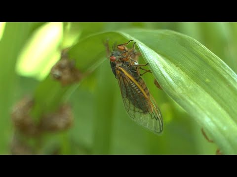 Zikaden-Invasion in den USA nach 17 Jahren im Untergrund | AFP