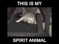My Spirit Animal