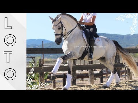 SOLD !! LOTO - FANTASTIC TOP ANDALUSIAN HORSE - PIRO FREE DRESSAGE SPANISH HORSE - PSG Level