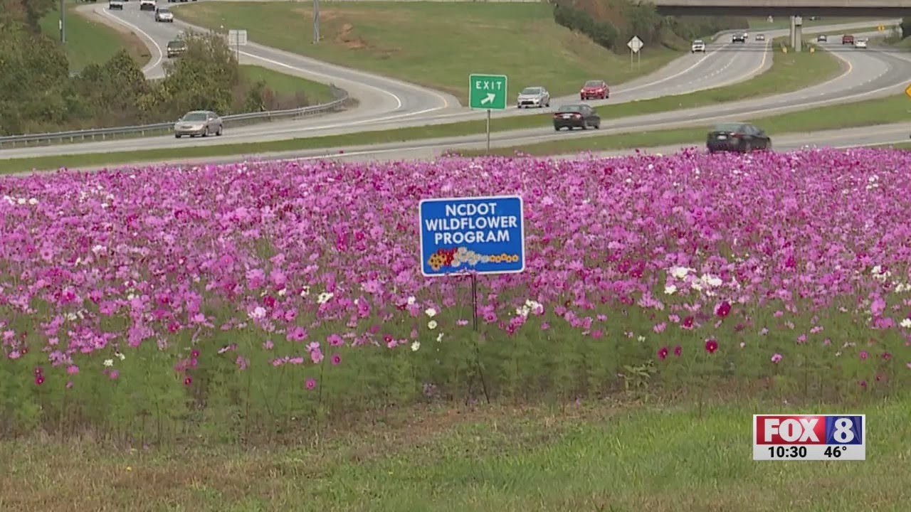 NCDOT Wildflower Program among the most recognized in the country