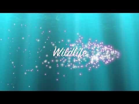 download lagu mp3 mp4 Canada Homework, download lagu Canada Homework gratis, unduh video klip Canada Homework