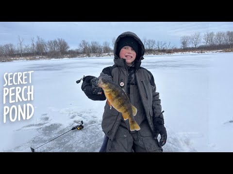 Nobody Fishes Here (And It's LOADED With Perch)!!!