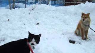 Let It Snow！ Let It Snow！ Let It Snow！ - Michael Franks