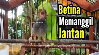 Download lagu PRENJAK BETINA Gacor Istimewa Suara Jernih Memanggil PRENJAK JANTAN Cocok buat Masteran. mp3