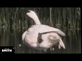 PTV Park Spot Animal Talk Swan Long Version