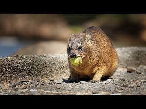Dassie Rock Hyrax Awawa #animals #nature #wildlife