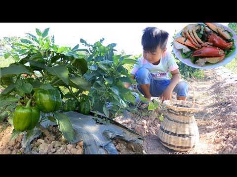 Stir-fry crabs with bell pepper recipe / Pick fresh bell pepper for cooking