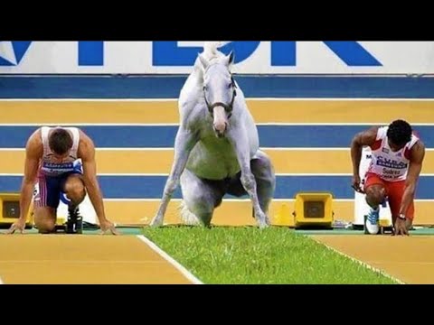 Vous aurez envie d'un cheval après avoir terminé cette vidéo - vidéos drôles et mignonnes de chevaux