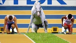 Vous aurez envie d'un cheval après avoir terminé cette vidéo - vidéos drôles et mignonnes de chevaux