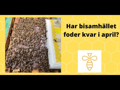 Stödfodra tidigt på våren