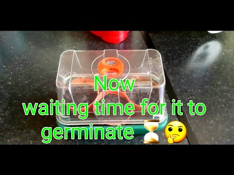 ☃️Part1 Winter Project Growing Bottle Gourds(Kodu) Full HD 1080p Shokher Bagan 2020