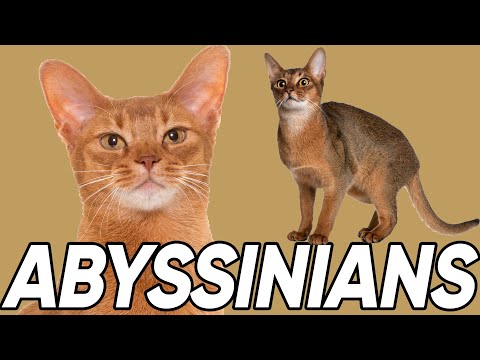 4 Fantastic Facts About Abyssinians