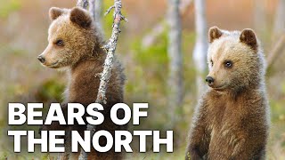 Bears Of The North | Nature Documentary