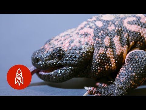 Up Close with Gila Monsters