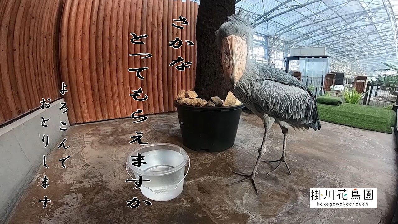 【掛川花鳥園公式】ハシビロコウ「ふたば」短編6本(いや、5本だな)