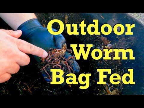 27th feeding of my 320-day outdoor worm bag - vermicomposting