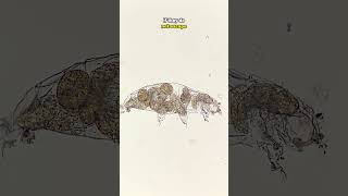 Download lagu The birth of a WATERBEAR 1000x magnification! mp3