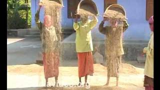 Threshing Navara, the medicinal paddy